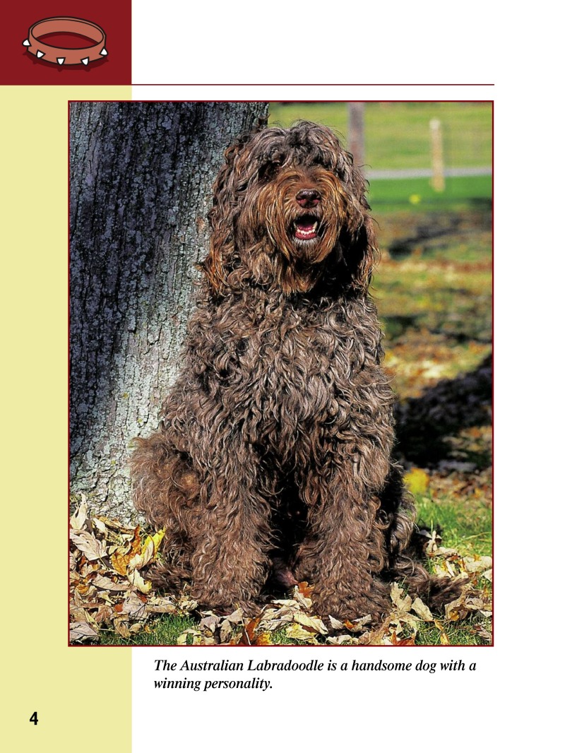 Eye To Eye With Dogs: Labradoodles — page 1