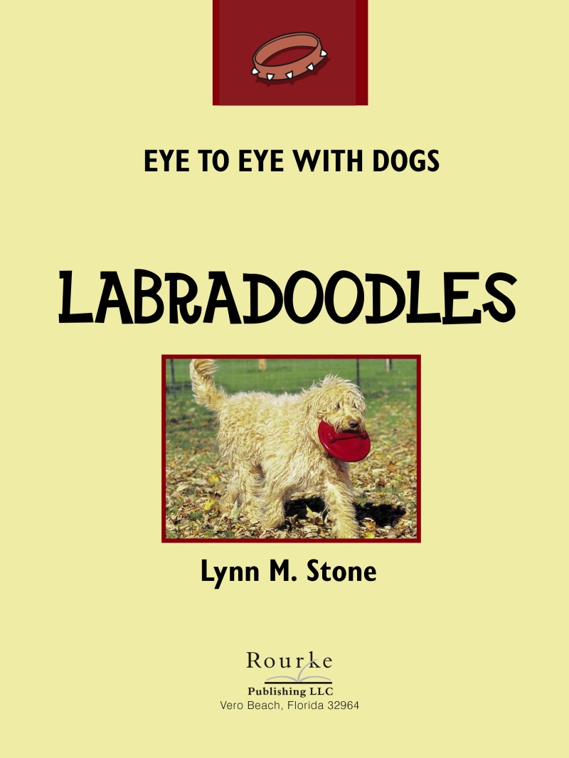 Eye To Eye With Dogs: Labradoodles book cover