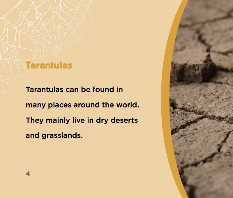 Tarantula Spiders — page 1