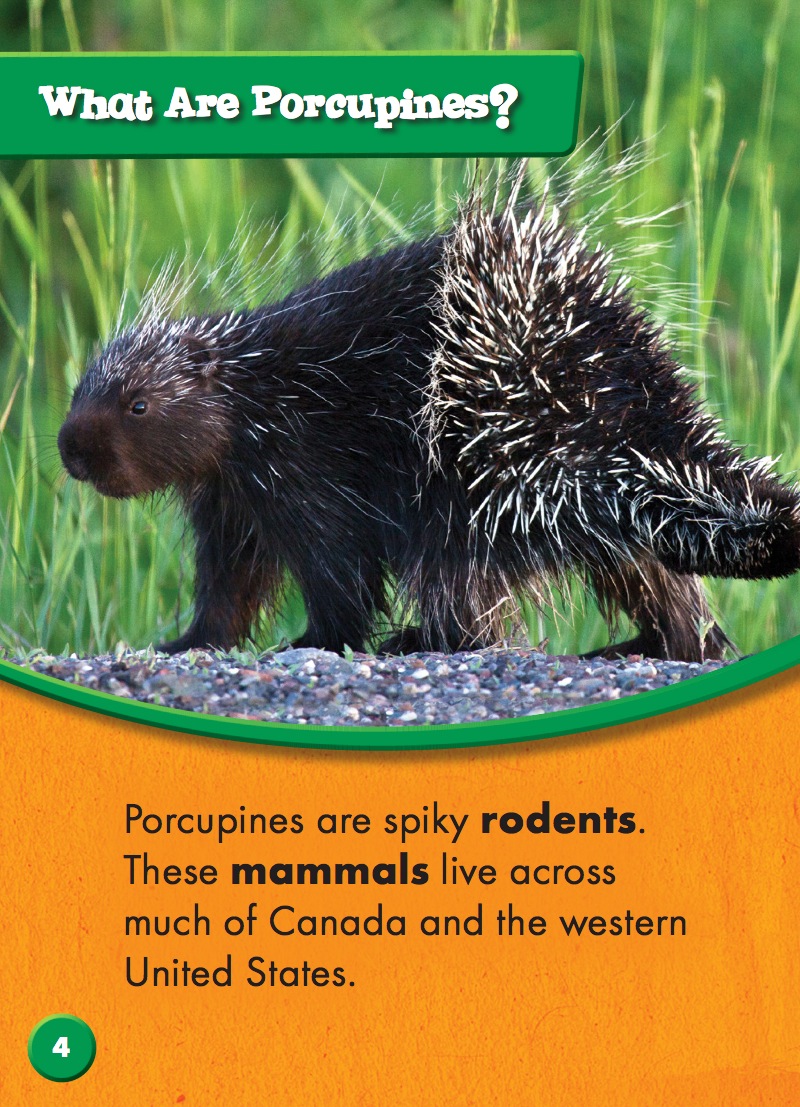 North American Animals: Porcupines — page 1