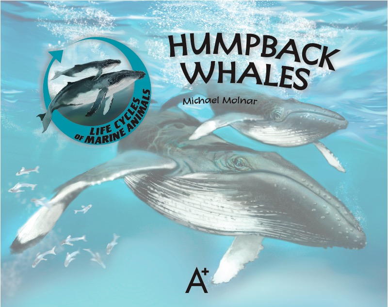 Humpback Whales book cover