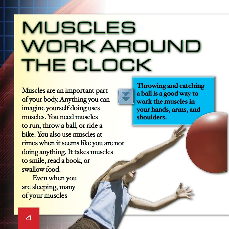 The Muscles in Your Body — page 1