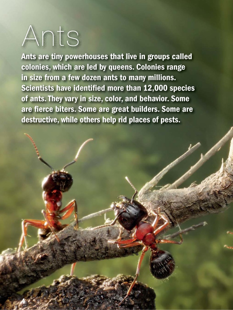Ants — page 1