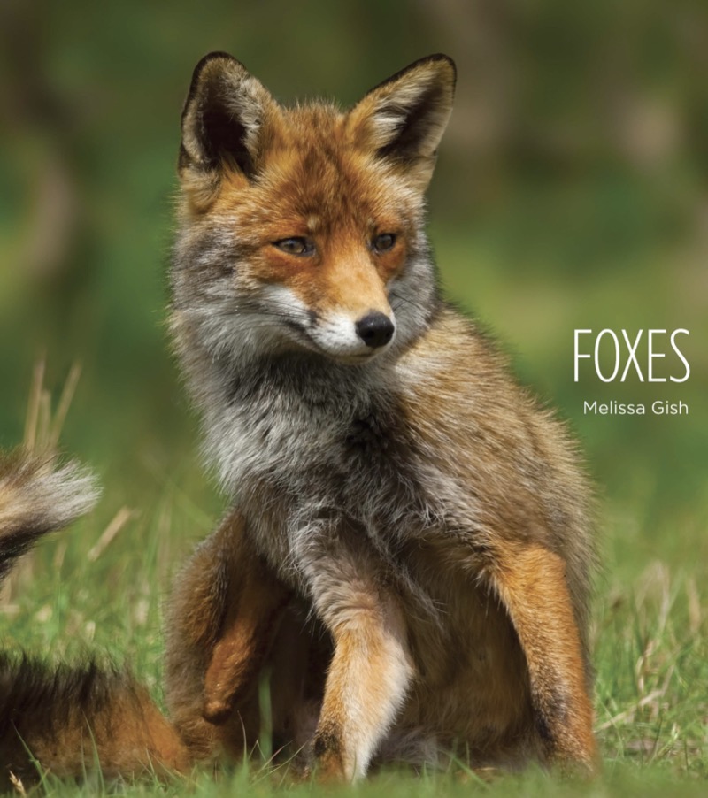 Foxes book cover