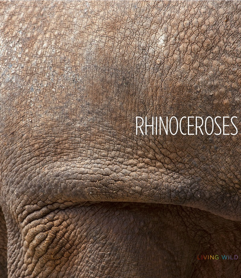 Rhinoceroses book cover