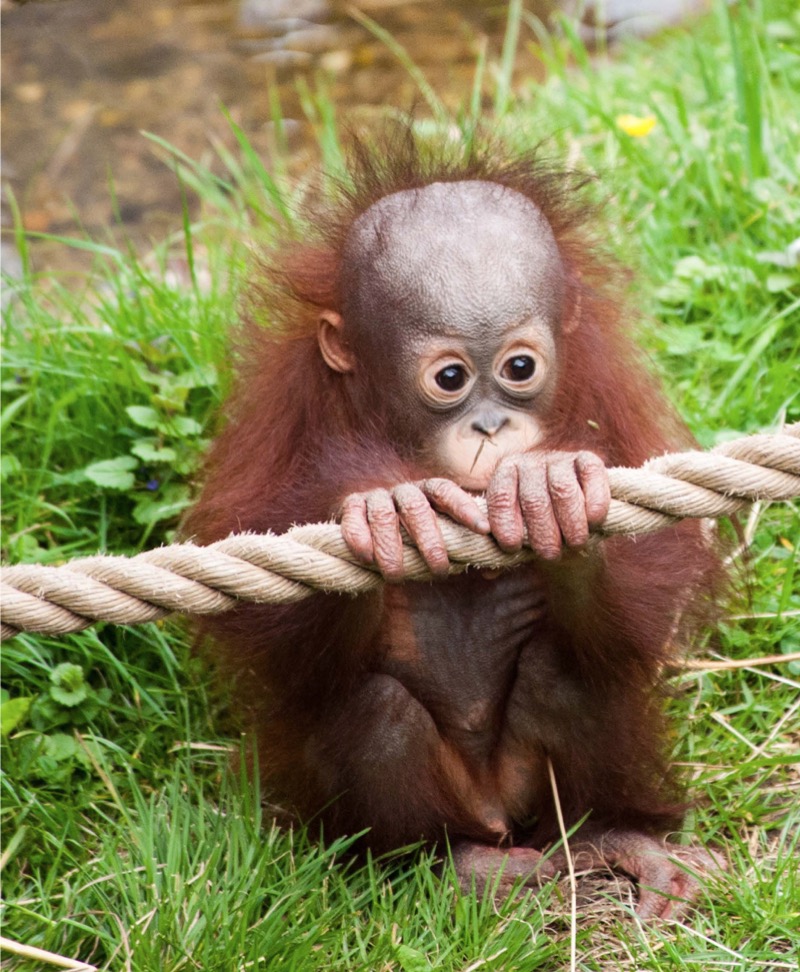 My Favorite Animal: Orangutans — page 1