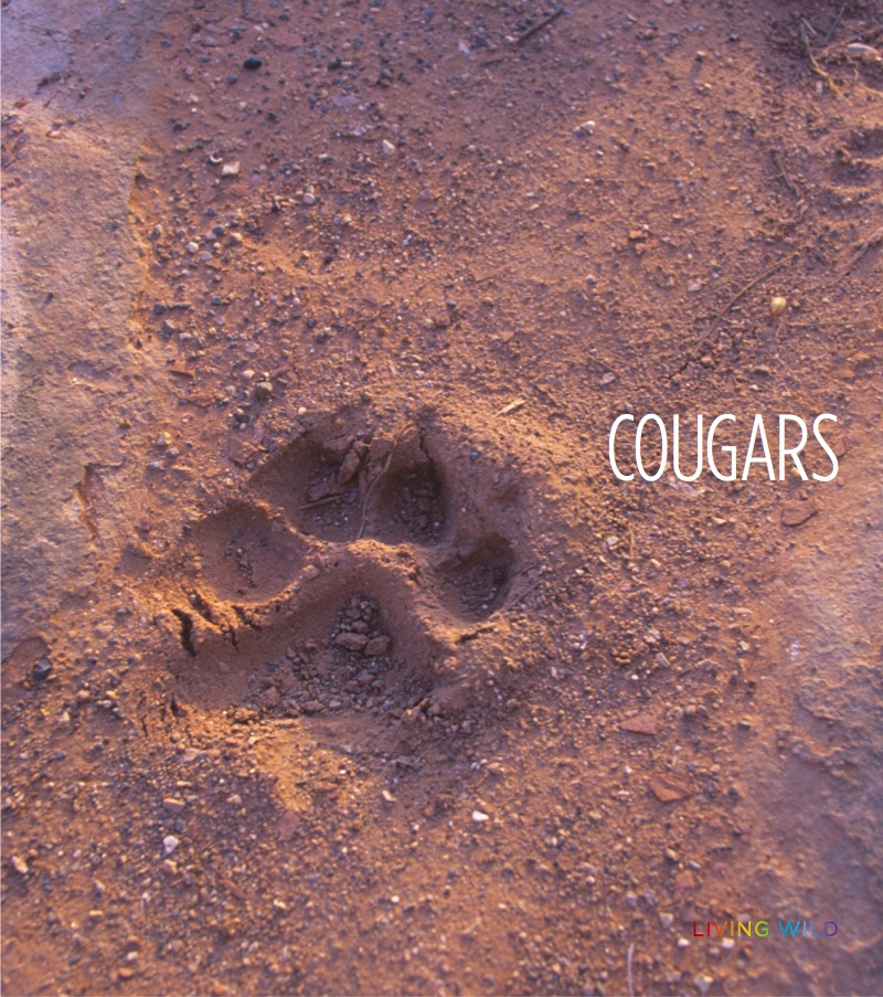 Cougars book cover