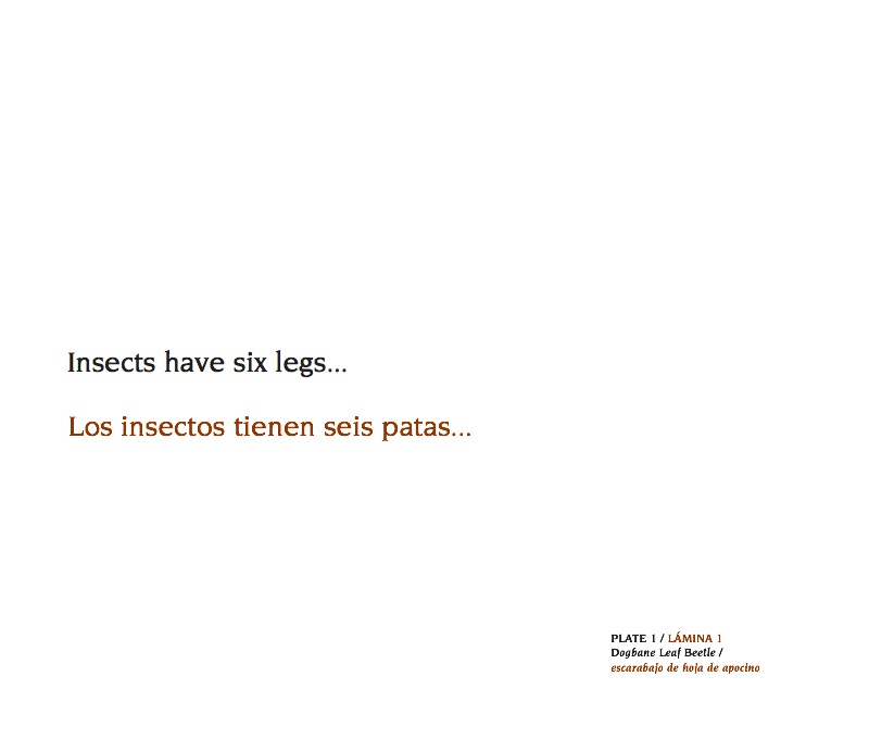About Insects / Sobre los insectos — page 1