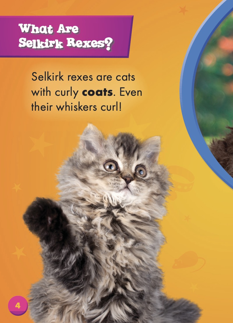 Cool Cats: Selkirk Rexes — page 1