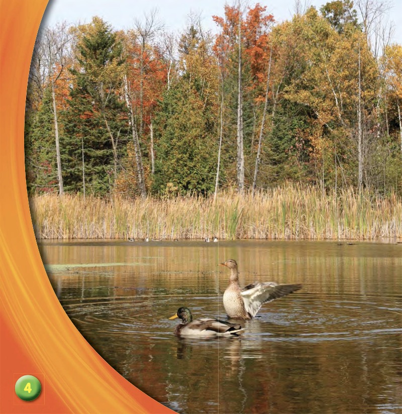 What Do Animals Do in Fall? — page 1