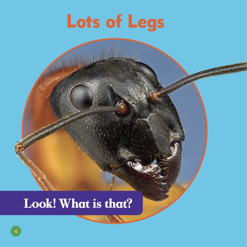 Animal Classification: Insects — page 1