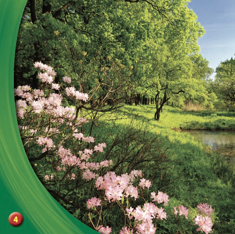 What Blossoms in Spring? — page 1