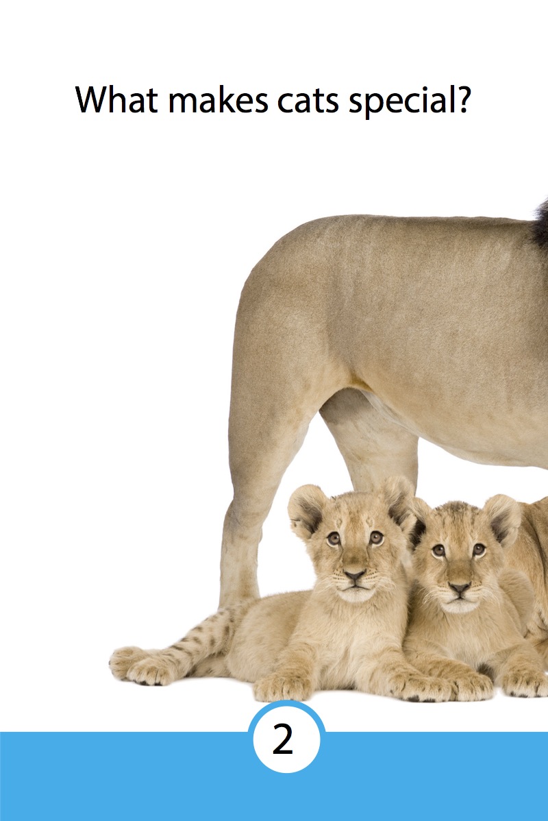 Discover Big Cats — page 1