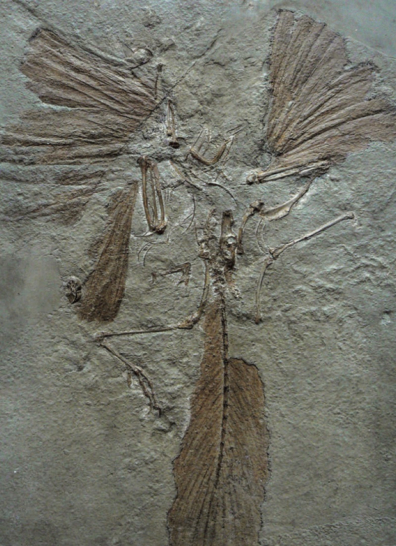 Archaeopteryx — page 1