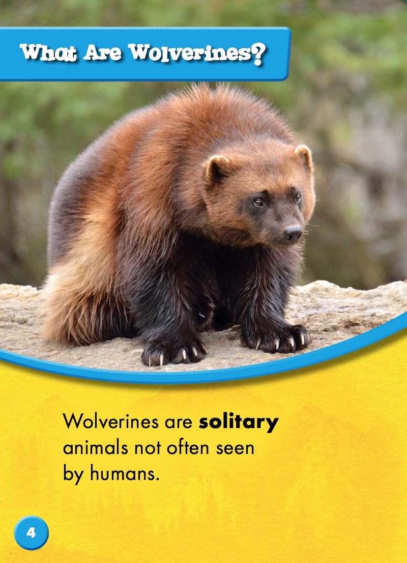 North American Animals: Wolverines — page 1