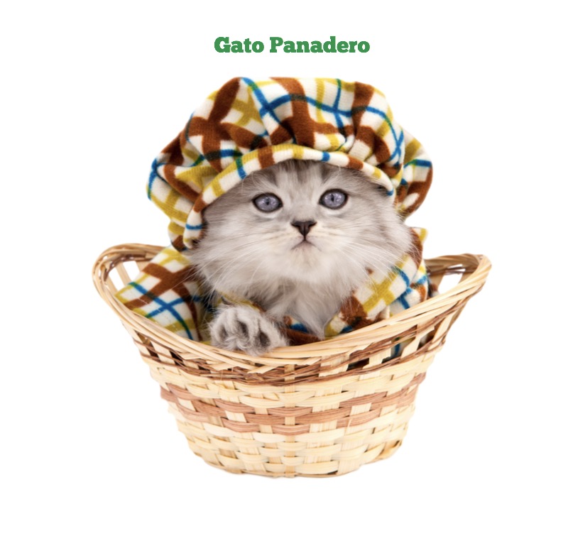 Gatos Bien Vestidos — page 1