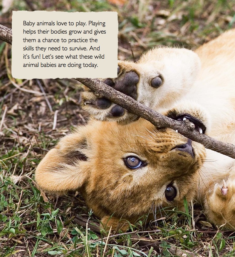 Baby Animals Playing — page 1