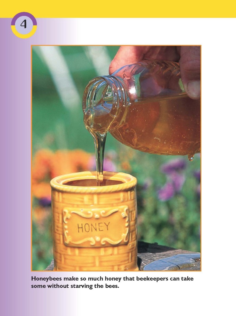 Life Cycle of a Honeybee — page 1