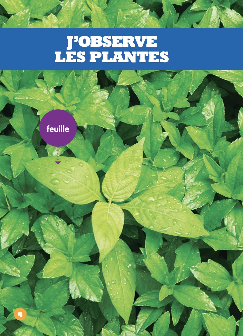 J’observe les plantes — page 1