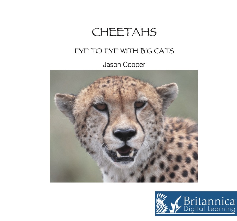 Cheetahs book cover
