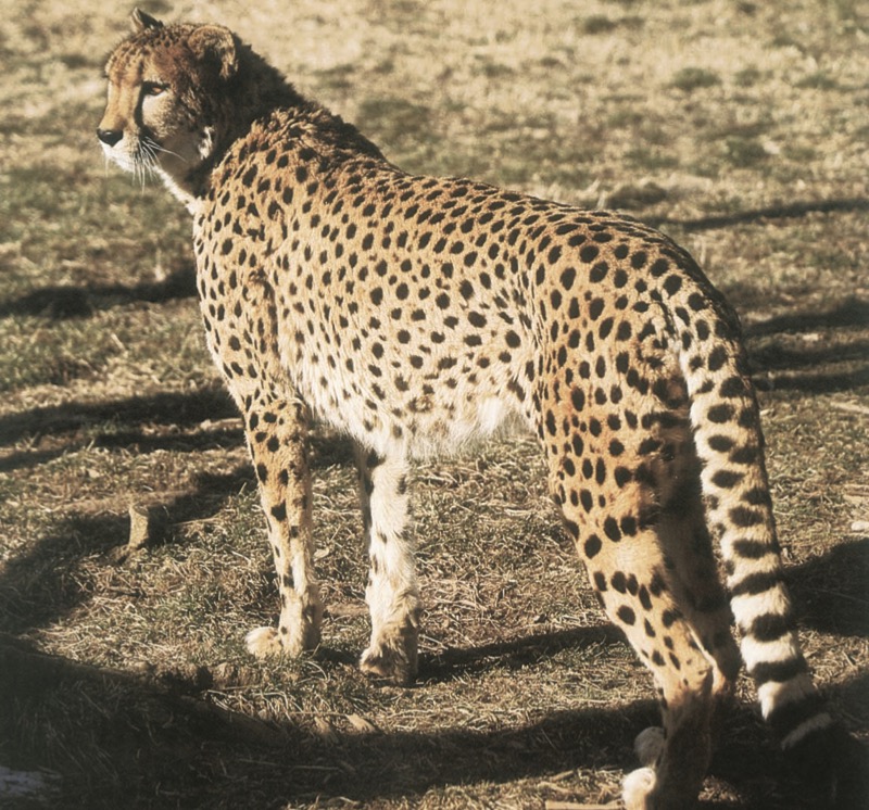 Cheetahs — page 1