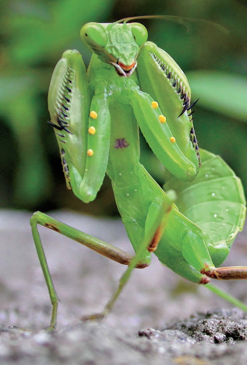 Ultimate Explorer Field Guide: Insects — page 1