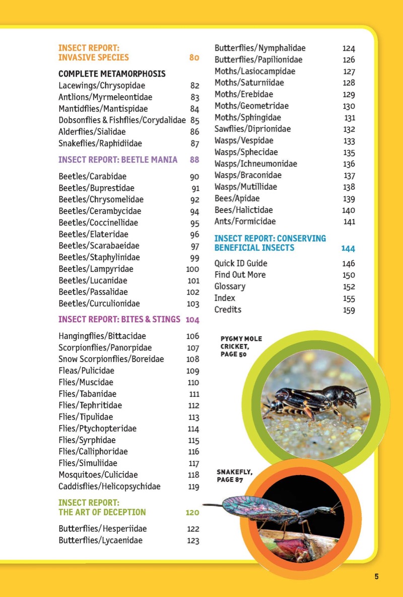 Ultimate Explorer Field Guide: Insects — page 4