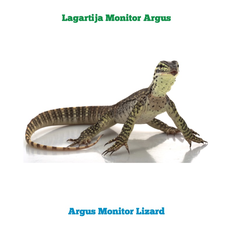 Lizards / Lagartijas — page 1