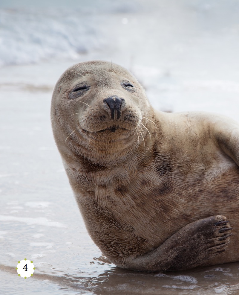 My Favorite Animal: Seals — page 1