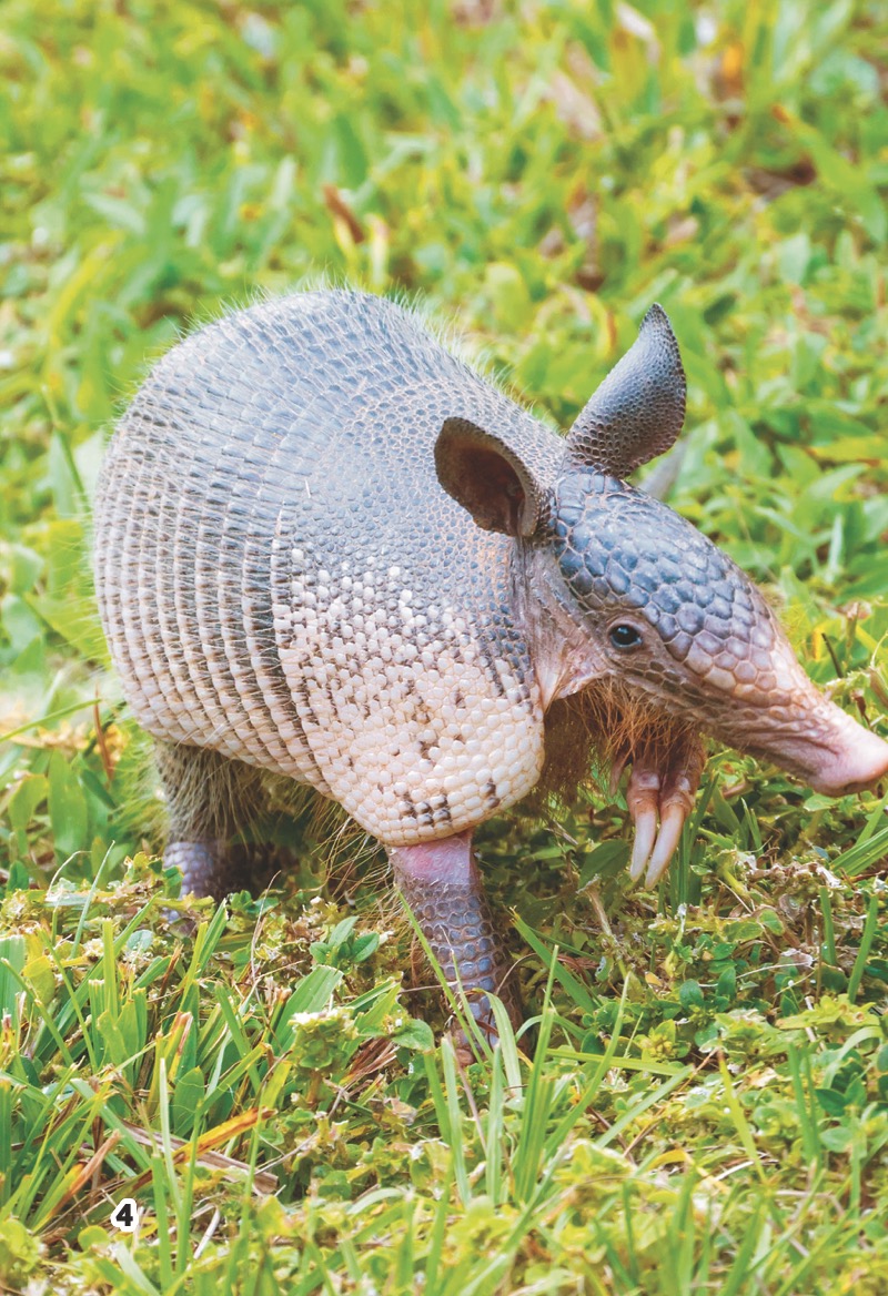 Armadillos — page 1