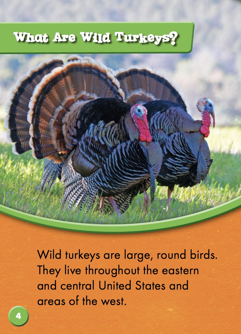 Wild Turkeys — page 1