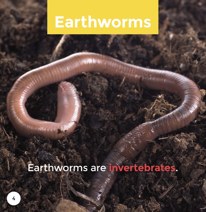 Earthworms — page 1