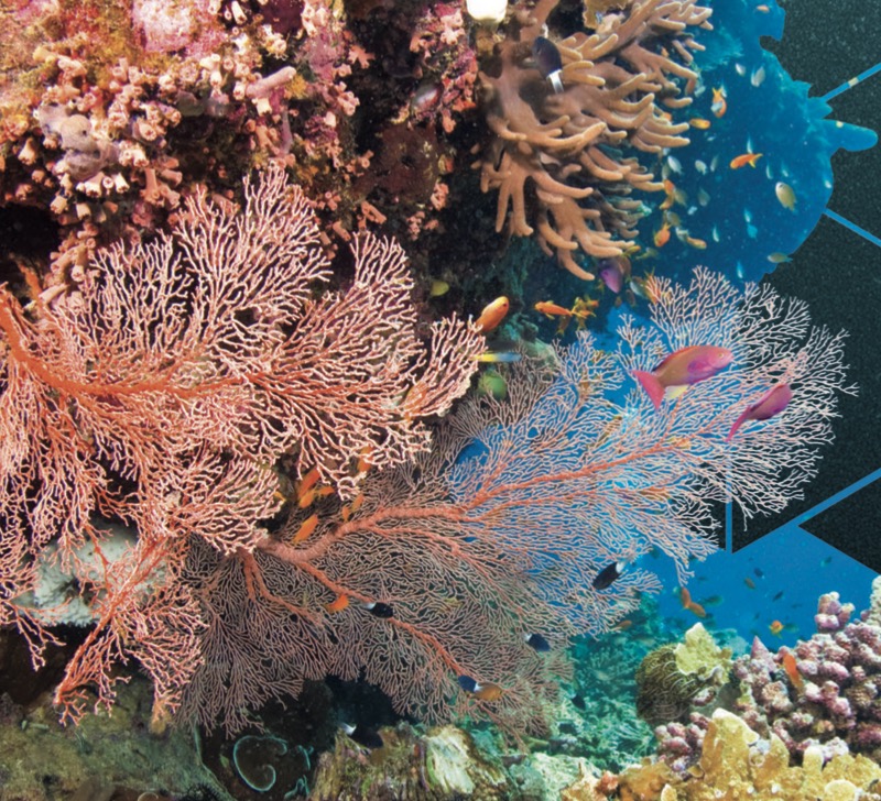 Coral Reef Collapse — page 1