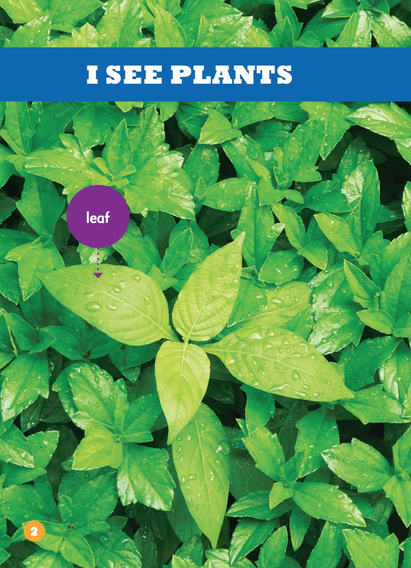 I See Plants — page 1