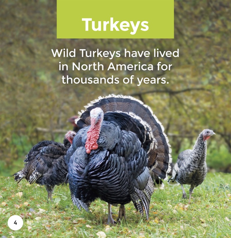 Turkeys — page 1