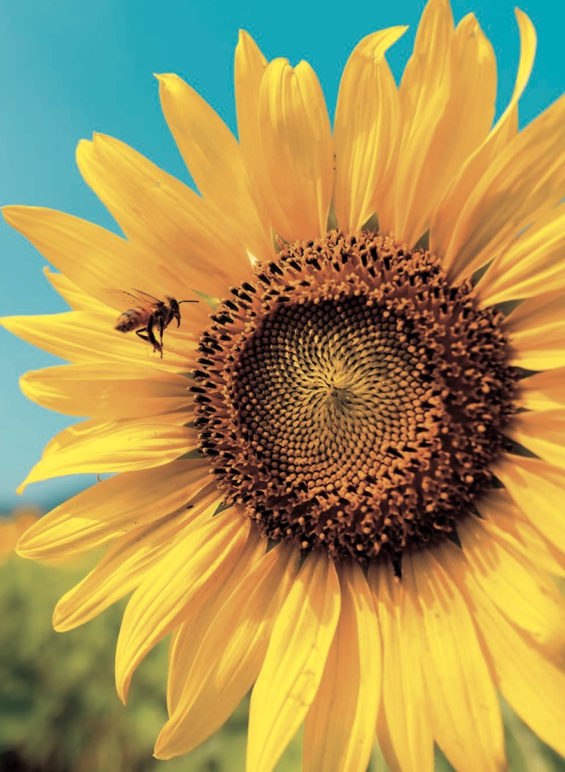 We Need Bees — page 1