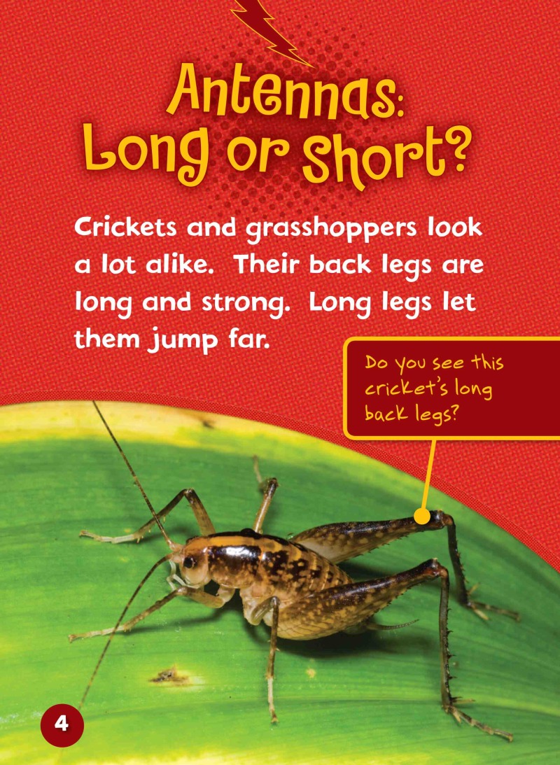 Can you Tell a Cricket from a Grasshopper? — page 1
