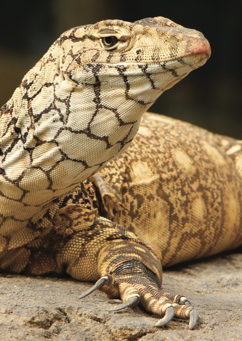 Monitor Lizards — page 1