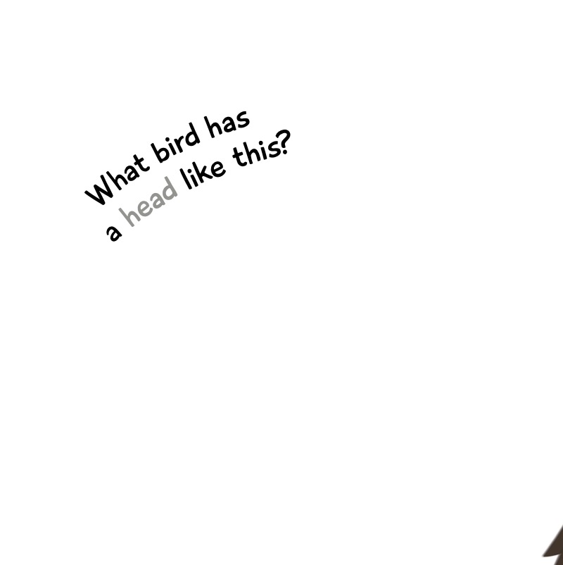 Birds from Head to Tail — page 1