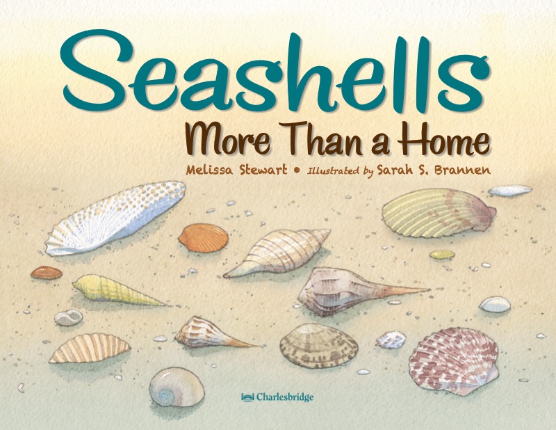 Seashells book cover