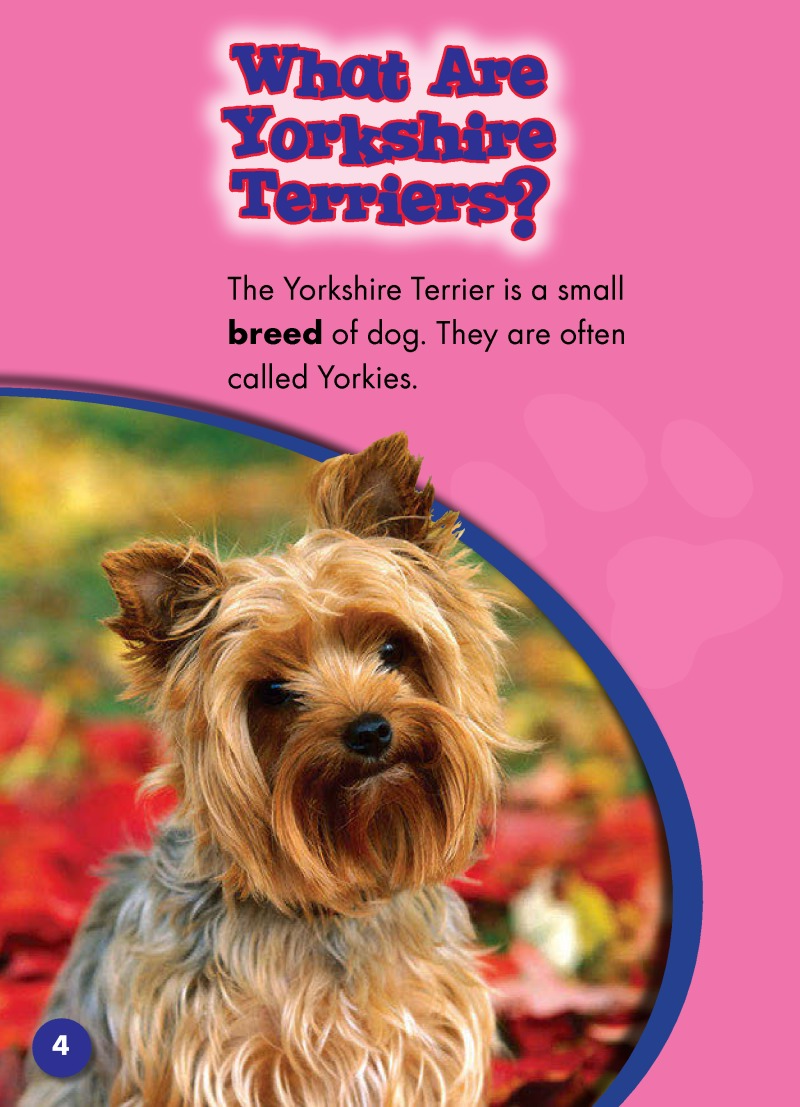 Yorkshire Terriers: Dog Breeds — page 1