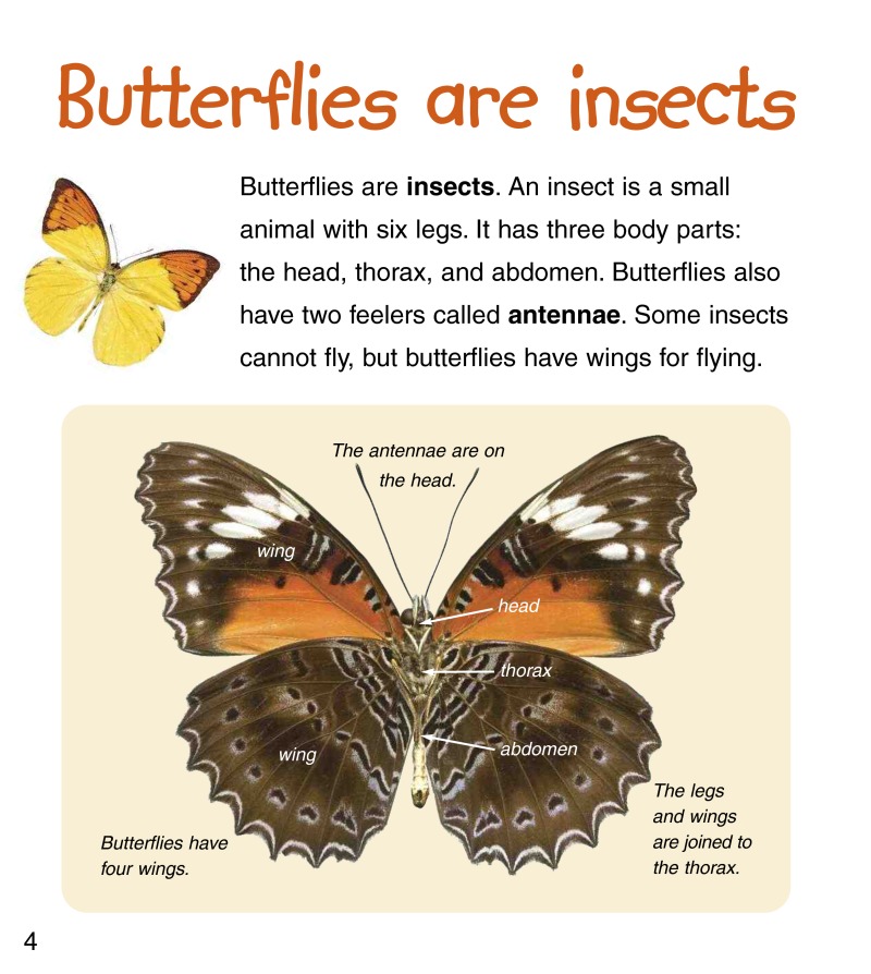 Caterpillars to Butterflies — page 1