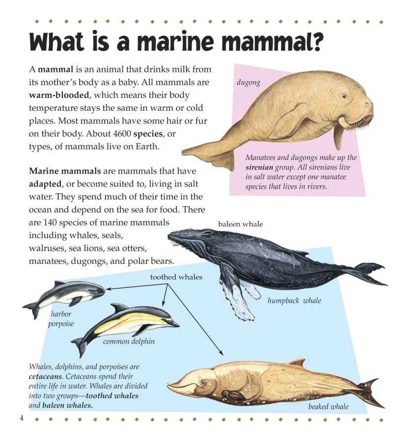 What is a Marine Mammal? — page 1