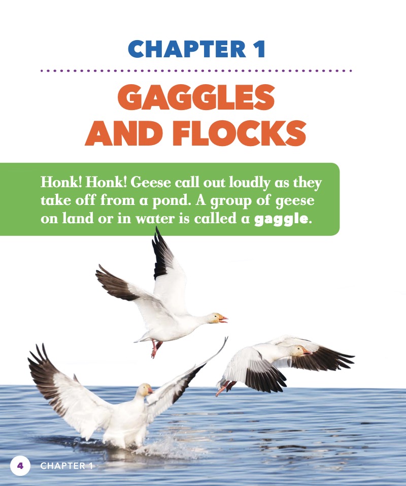 Geese Gaggles — page 1