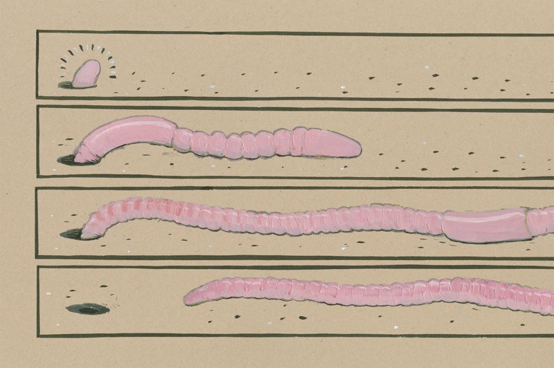 We Dig Worms! (TOON Level 1) — page 1