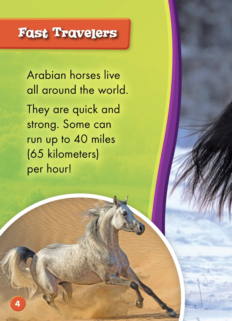 Saddle Up!: Arabian Horses — page 1