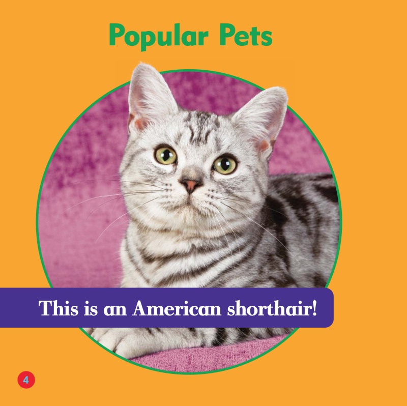 Cat Club: American Shorthairs — page 1