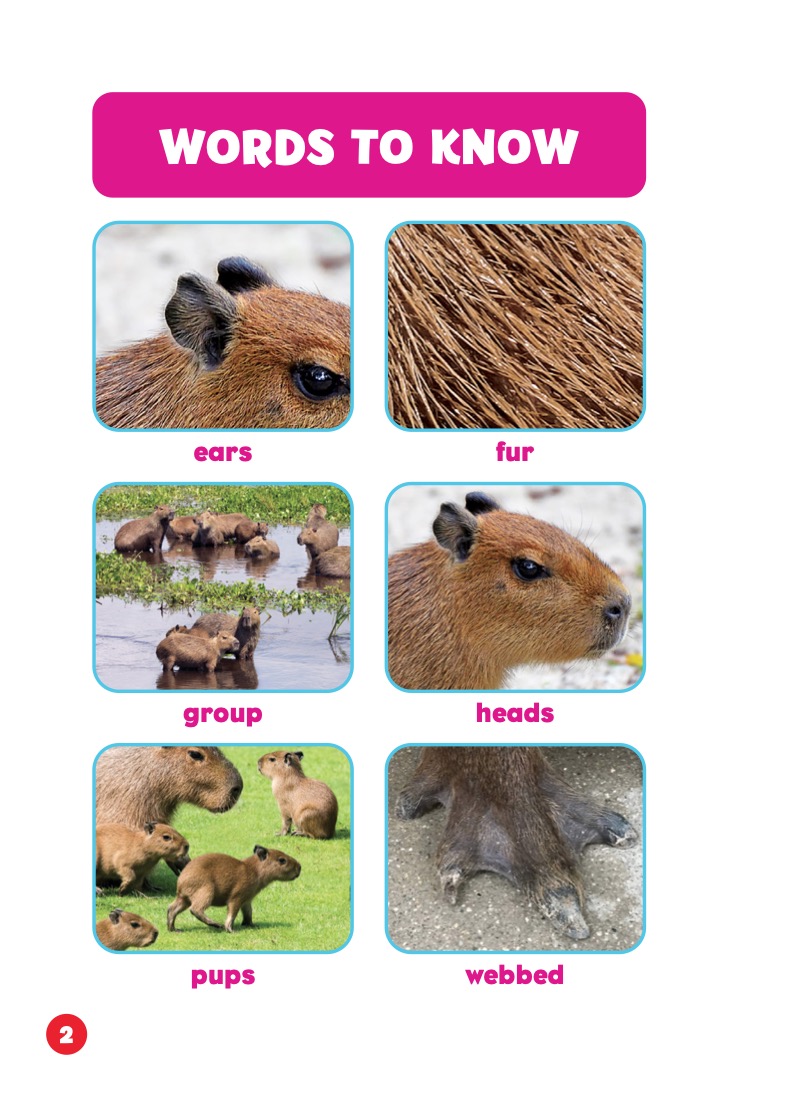 Rain Forest Babies: Capybara Pups — page 1