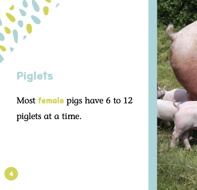 Baby Animals: Piglets — page 1