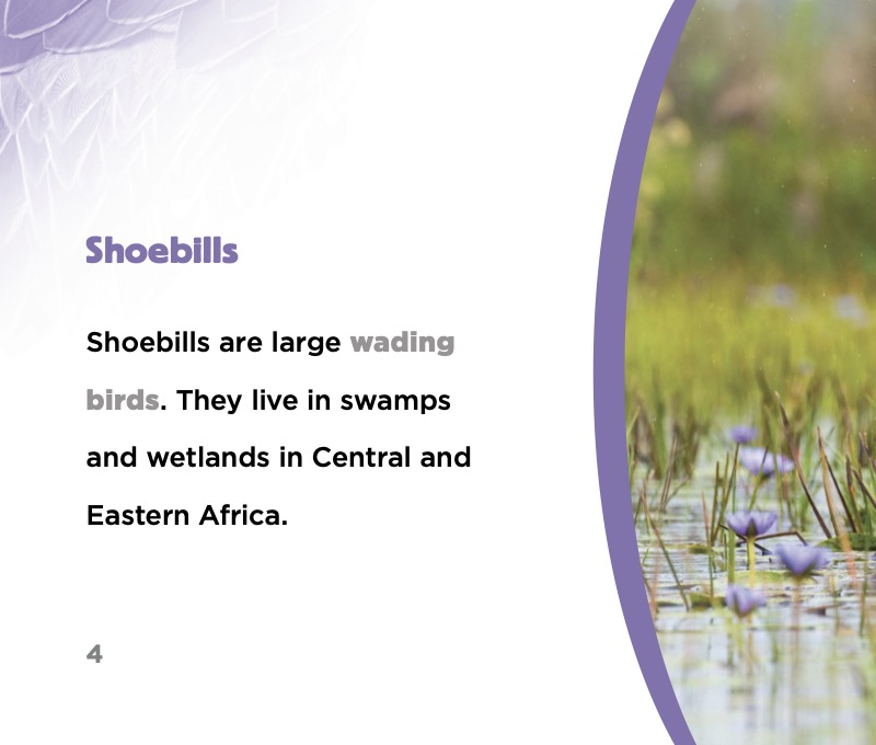Spooky Animals: Shoebills — page 1